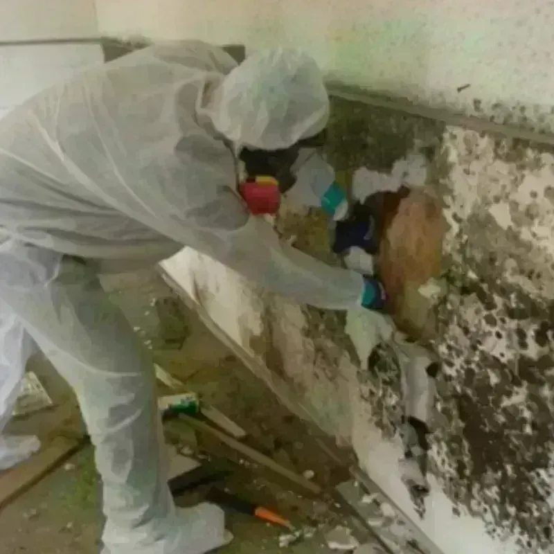 Mold Remediation and Removal in Saint Matthews, KY